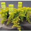 JUNIPERUS CONFERTA 'ALL GOLD' kak2
