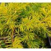 JUNIPERUS CONFERTA 'ALL GOLD' kak