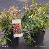LEUCOTHOE KEISKEI 'ROYAL RUBY' kak1