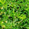 LONICERA PILEATA 'MOSSGREEN ist2