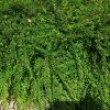 LONICERA PILEATA 'MOSSGREEN ist