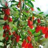 LYCIUM CHINENSE 'LITTLE GOJI1