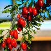 LYCIUM CHINENSE 'LITTLE GOJI ist