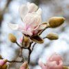 MAGNOLIA × LOEBNERI 'MERRILL' ist1