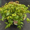 NANDINA DOMESTICA 'FIRE POWER' kak