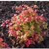 NANDINA DOMESTICA 'FIRE POWER' shut2