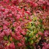 NANDINA DOMESTICA 'FIRE POWER ist