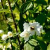 PHILADELPHUS 'BELLE ETOILE' sit3