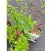 PHILADELPHUS 'BELLE ETOILE' kak2