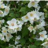 PHILADELPHUS 'BELLE ETOILE shut