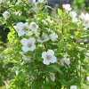 PHILADELPHUS 'BELLE ETOILE' ist