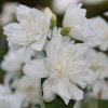 PHILADELPHUS 'SCHNEESTURM' ist2