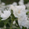 PHILADELPHUS 'SCHNEESTURM' ist