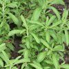 STEVIA REBAUDIANA 'SWEETY IST3