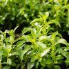 STEVIA REBAUDIANA 'SWEETY IST2