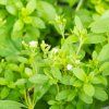 STEVIA REBAUDIANA 'SWEETY IST4