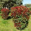 PHOTINIA FRASERI 'ROBUSTA COMPACTA' ist1