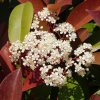PHOTINIA FRASERI 'ROBUSTA COMPACTA' ist2