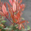 PHOTINIA FRASERI 'ROBUSTA COMPACTA' kak