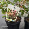 PHOTINIA FRASERI 'ROBUSTA COMPACTA' kak1