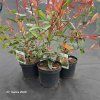 PHOTINIA FRASERI 'ROBUSTA COMPACTA' kak2