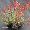PHOTINIA FRASERI 'ROBUSTA COMPACTA' kka3
