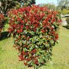 PHOTINIA FRASERI 'ROBUSTA COMPACTA' ist