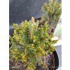 PICEA GLAUCA 'BLUE PLANET' kak