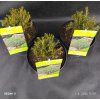 PICEA GLAUCA 'BLUE PLANET' kak1