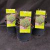 PICEA GLAUCA 'BLUE PLANET' kak2