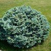 PICEA GLAUCA 'BLUE PLANET' ist
