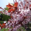 PRUNUS × CISTENA ist1