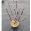 Prunus cistena 20 30 arbo