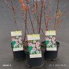 PRUNUS × CISTENA kak