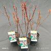 PRUNUS × CISTENA kak1