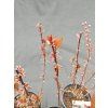 PRUNUS × CISTENA kak2