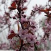 PRUNUS × CISTENA ist