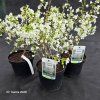 PRUNUS INCISA 'YAMADEI' kak