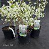 PRUNUS INCISA 'YAMADEI' kak1