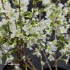 PRUNUS INCISA 'YAMADEI' kak2