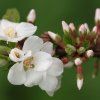 PRUNUS INCISA 'YAMADEI ist