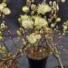 SALIX AURITA kak1