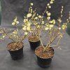 SALIX AURITA kak2