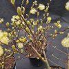 SALIX AURITA kak