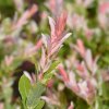 SALIX INTEGRA 'FLAMINGO' IST1