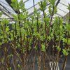 SALIX INTEGRA 'FLAMINGO' kak