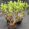 SALIX INTEGRA 'FLAMINGO' kak1