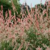 SALIX INTEGRA 'FLAMINGO' IST