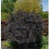 SAMBUCUS NIGRA 'BLACK TOWER' shut