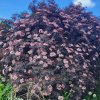 SAMBUCUS NIGRA 'BLACK TOWER' IST